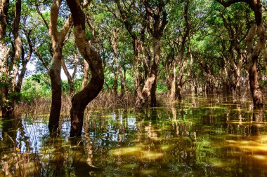 Tonle SAP, Kamboçya - Şubat 2014: Kampong Phluk köyü kuraklık döneminde. Siem Reap, Kamboçya yakınlarındaki Kamboçya köyünün sakinlerinin yaşamı ve çalışmaları