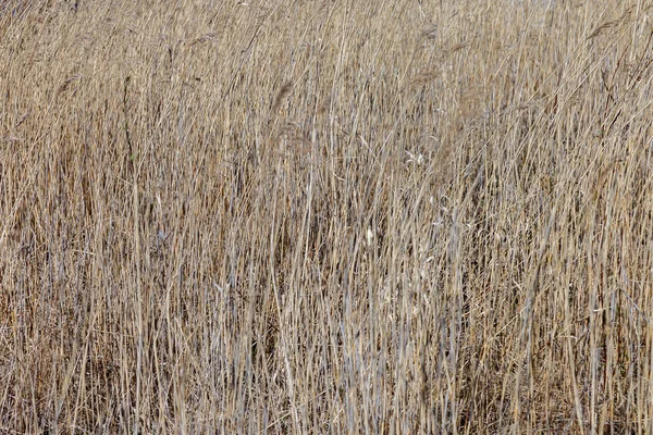 Фон жёлтой сухой травы — стоковое фото