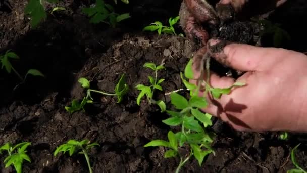 Ung Planta Handen Äldre Man Plantering Plantor Grönsaker Marken — Stockvideo