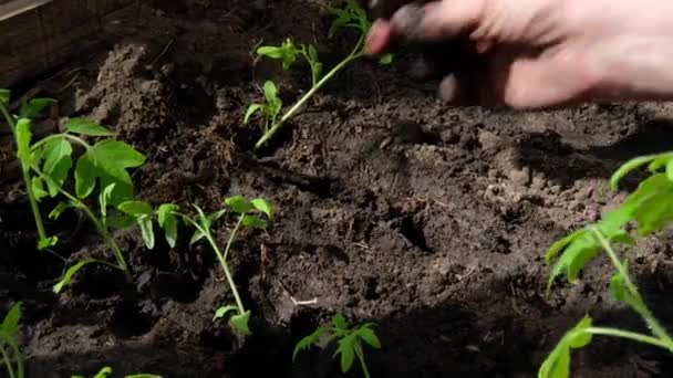 Young Plant Hand Elderly Man Planting Seedlings Vegetables Ground — Stock Video