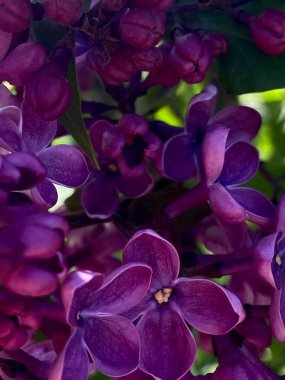 Makro çerçevede leylak çiçekleri