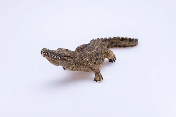 Brinquedo Crocodilo Isolado Frente Fundo Branco Fotografia De Stock