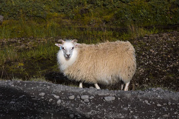 アイスランドの自由の中を歩く羊のクローズアップ 動物は人間によく知られており 恐れることなく近づくことができます 緑の少ない植生に囲まれている — ストック写真