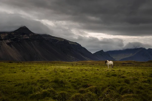 アイスランドの風景です 空には雲が積もっていて 緑の草原の真ん中に馬の放牧があります — ストック写真