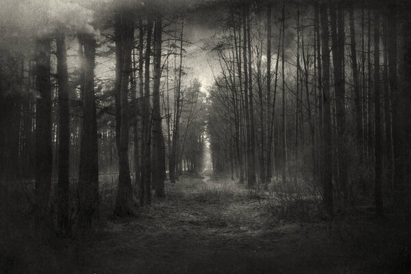 Mysterious forest with trees on background.