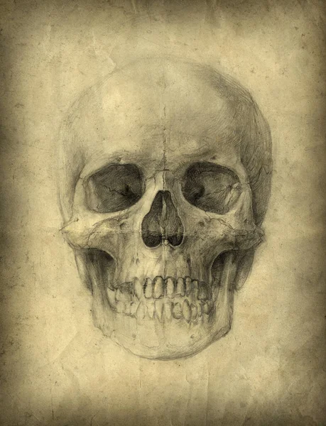 Skull Drawing Pencil Paper — Stock Photo, Image