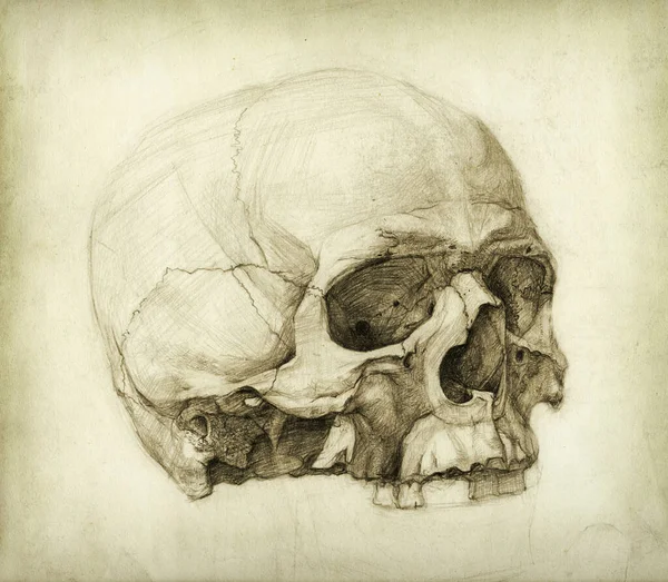 Skull Drawing Pencil Paper — Stock Photo, Image