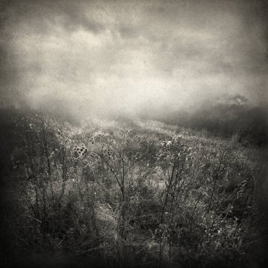 Yabani otlar ve gizemli arka plan.