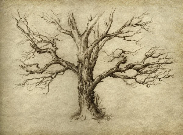 Desenho Moda Antiga Feito Mão Uma Velha Árvore Seca Lápis — Fotografia de Stock