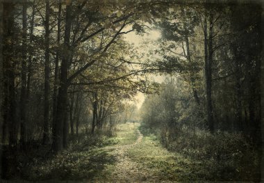 Ormanın manzaralı manzarası.