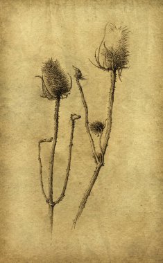 El yapımı çay çiçeği resmi, kağıt üzerine mürekkep, ince düzenlenmiş..