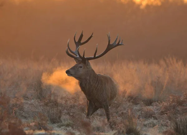 Lever Soleil Brumeux Avec Cerf Rouge — Photo