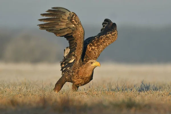 White Tailed Eagle Flight — Stock Photo, Image