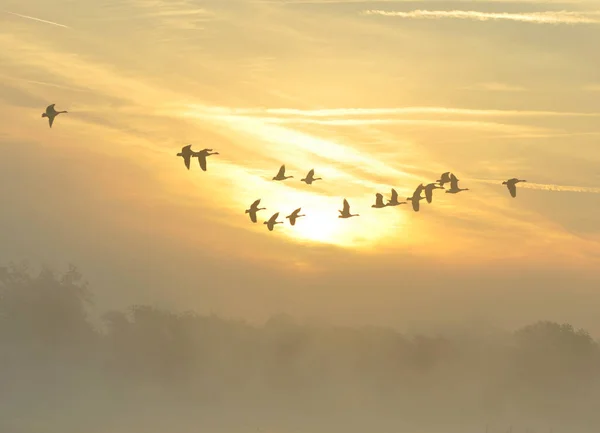 Amanecer Brumoso Lago Brumoso — Foto de Stock