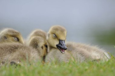 Genç Kanada kaz civcivi