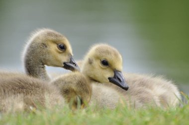 Genç Kanada kaz civcivi