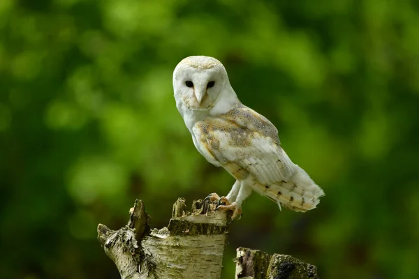 Schleiereule Hockt Auf Einem Ast — Stockfoto