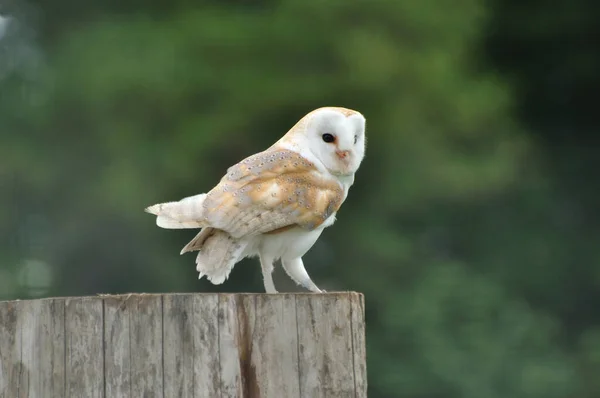Bir dala tünemiş ahır baykuşu