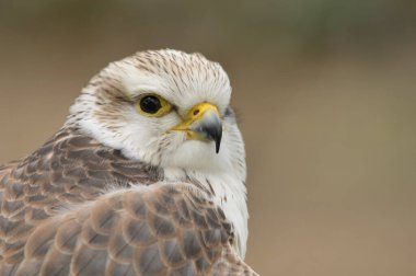 Saker Şahini yüz yüze