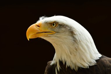Amerikan kel kartalı portresi