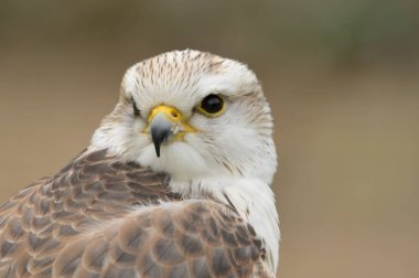 Saker Şahini yüz yüze