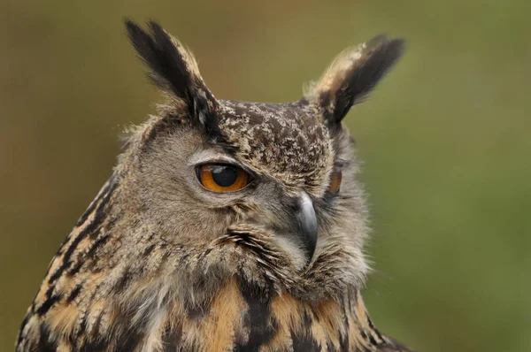 Retrato Búho Águila Eurasiática — Foto de Stock