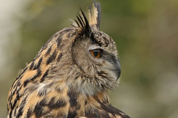 Euraziatische Adelaar Uil Portret — Stockfoto