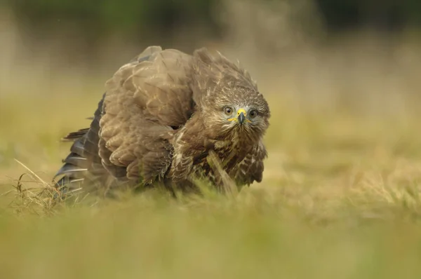 Avrupa 'da yaygın bir akbaba