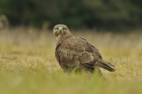 Avrupa 'da yaygın bir akbaba
