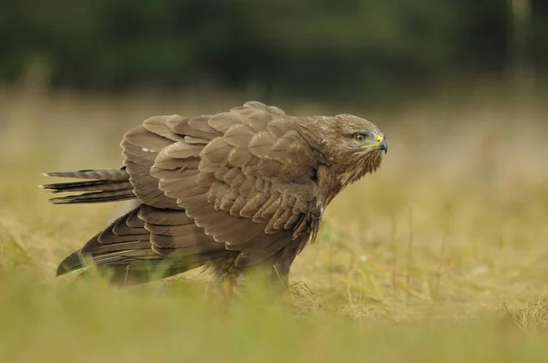 European Wild Common Buzzard — Stock Photo, Image