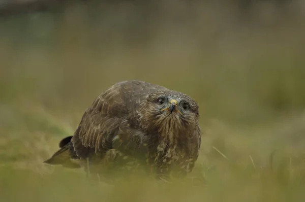 European Wild Common Buzzard — Stock Photo, Image