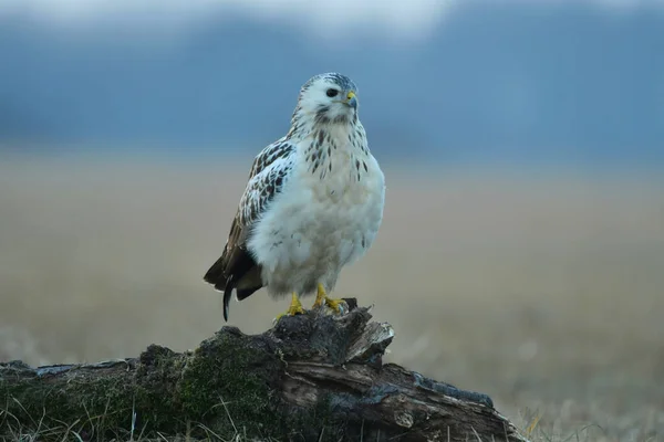 European Wild Common Buzzard — Stock Photo, Image