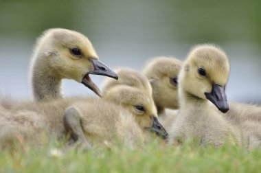 Genç Kanada kaz civcivi