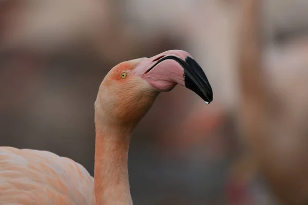 Daha büyük bir flamingoyla yüz yüze