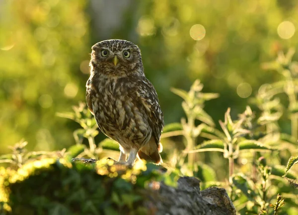 Liten Uggla Sittande Solen — Stockfoto