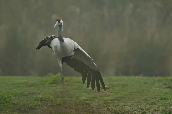 Společné Taneční Figurky Jeřábu — Stock fotografie