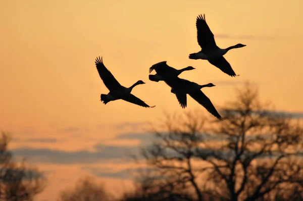 Kanada Kazları Uçuyor