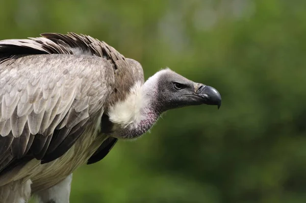 White Backed Vulture Head — Stock Photo, Image