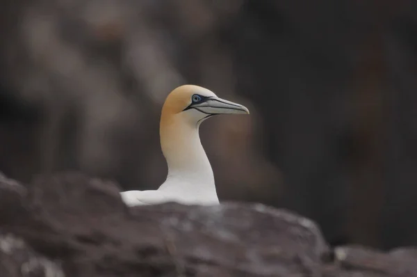 Kuzey sümsüğüyle yüz yüze