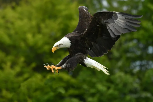 American Bald Eagle Fly — Stock Photo, Image