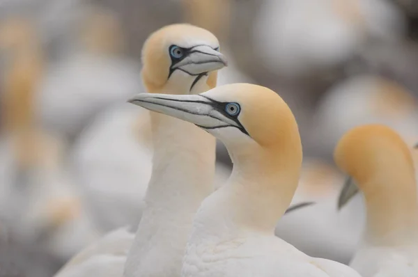 Kuzey sümsüğüyle yüz yüze