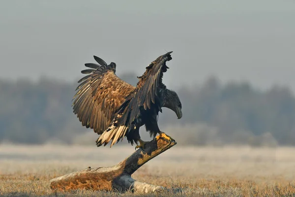 Beyaz kuyruklu kartal sineği