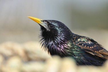 Balık ağında Avrupa sığırcığı