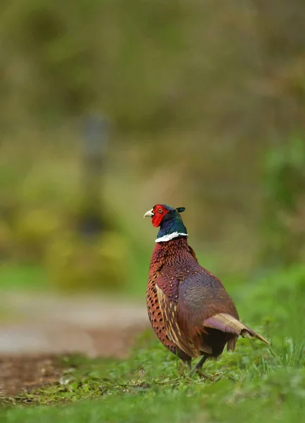 Yaygın sülün Phasianus Colchicus