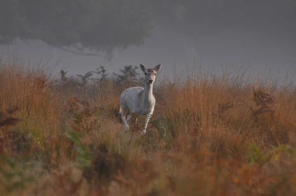 Fallow geyik dama dama