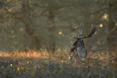 Fallow geyik dama dama