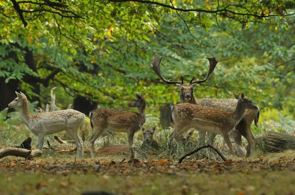 Fallow geyik dama dama