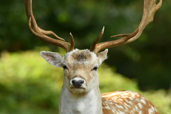 Fallow geyik dama dama