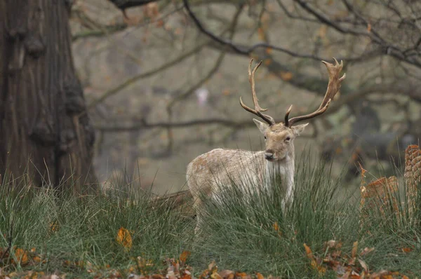 Fallow Deer Dama Dama — Stock Photo, Image