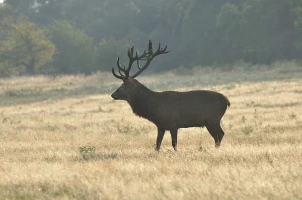 Face Face Avec Cerf Rouge — Photo